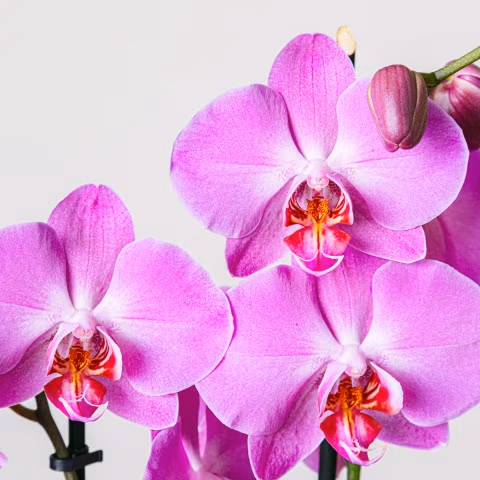 Purple Gospel: Purple Orchid highlight