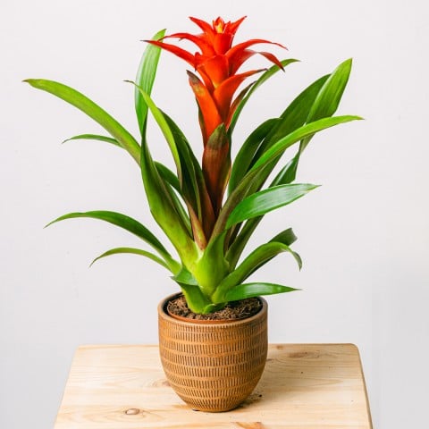 Kwitnące Serce: Czerwona Bromelia