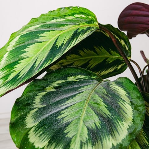 Exotic Dance: Calathea Medallion highlight