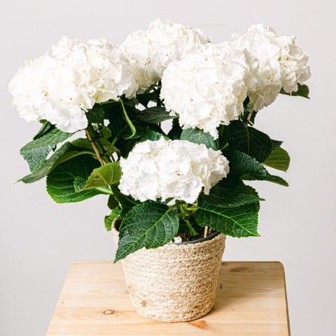 Alba: Hortensia Blanca