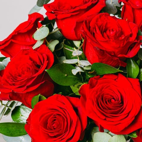 Amour Éternel : Roses Rouges highlight