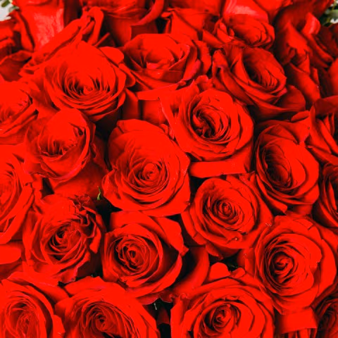 Ewige Liebe: 40 Rote Rosen highlight