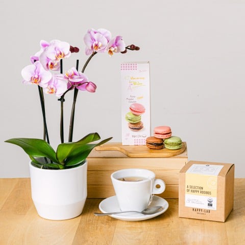 Tee Orchidee: Mini Orchidee und Tee