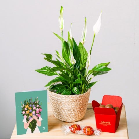 Light Reflections: Peace Lily
