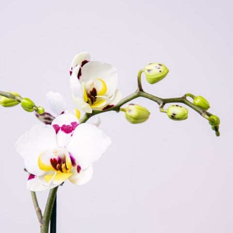 Merveille Douce : Sélection d'Orchidée et Praliné highlight