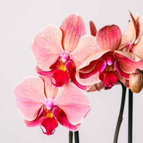Tendresse tropicale : Orchidée, pot de fleurs et carte highlight