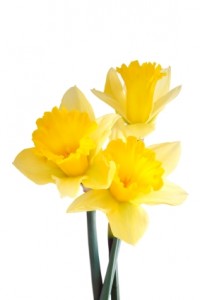 Daffodil1 FloraQueen EN Birth Flowers