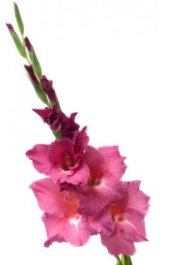 The Gladiolus1 FloraQueen EN Birth Flowers