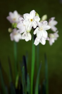 The Narcissus1 FloraQueen EN Birth Flowers