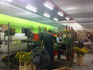 Behind the scenes in the flower market