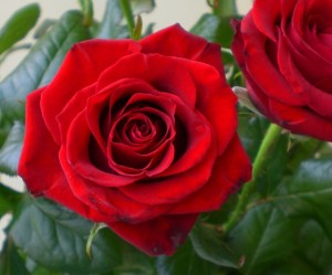 Róże FloraQueen Birth Month Flowers For June