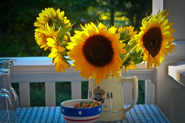 Yellow sunflowers in a jug