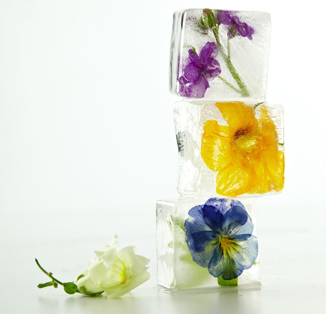 Ice flowers FloraQueen Tantalise your tastebuds and beautify your dishes with edible flowers