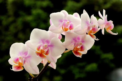 Orchid 123 FloraQueen EN How To Give The Perfect Astrological Flowers For Leo
