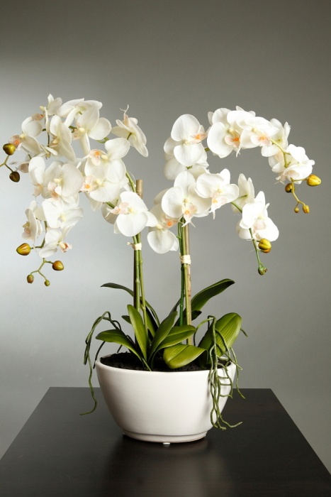 orchidea casa