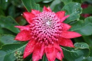 Australian Flowers - Shady Lady Crimson