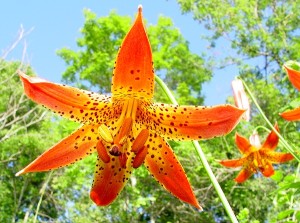 Woodland Lily - Canada