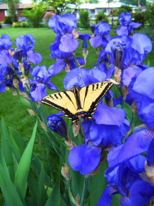 Blue Iris - Canada
