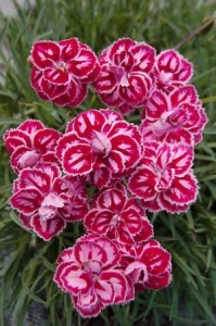 Carnations flowers - FLoraQueen