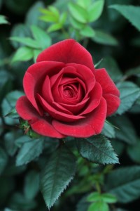 Red rose - FloraQueen