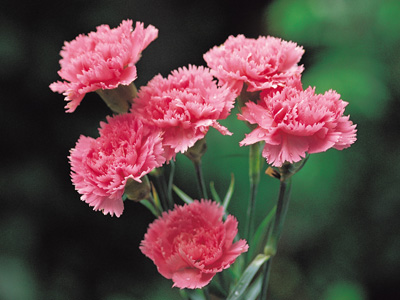 Carnations Pink Flowers