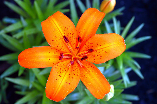 Orange Lily, Germany