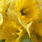 Daffodils yellow