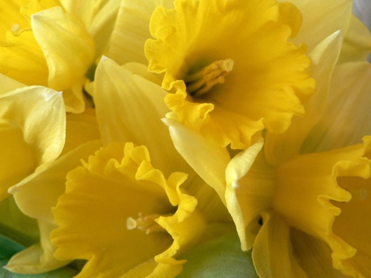 Daffodils yellow