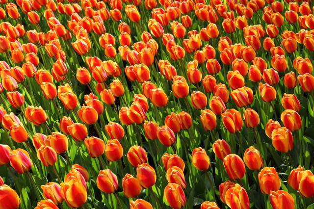 tulips 2544 640 FloraQueen EN 2018 In Flowers: A Flower For Each Month