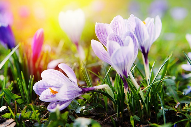 crocus 673477 640 FloraQueen EN Flower Parade: The Five Colours of Spring 2015