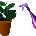 planta blog 2 en FloraQueen Some plant care mistakes to avoid