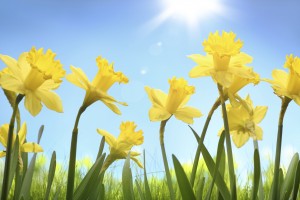 iStock 000059265530 Medium FloraQueen EN Flower of the Month: March - Daffodil
