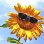 iStock 000026942738 Medium FloraQueen Flower of the Month: June - Sunflowers