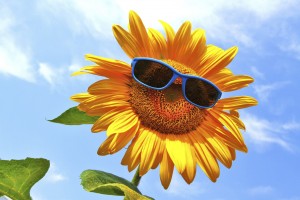 iStock 000026942738 Medium FloraQueen EN Flower of the Month: June - Sunflowers