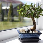 best plants to decorate home