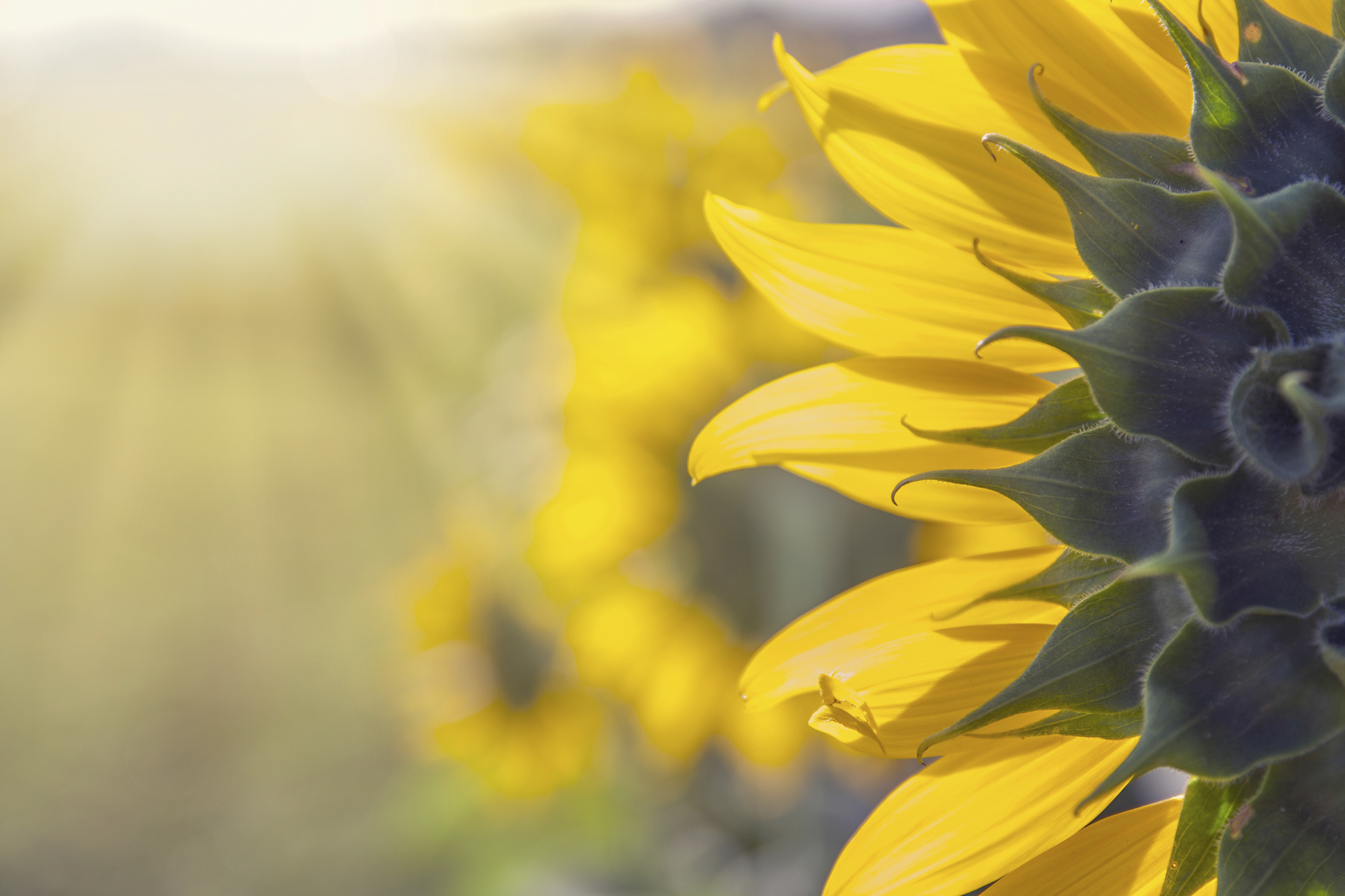 how to care for sunflowers