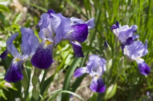 iris 784691 1920 FloraQueen EN Iris Flower Meaning and History