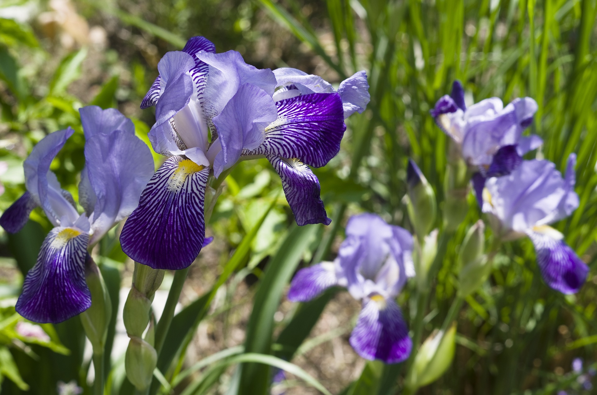 iris 784691 1920 FloraQueen Iris Flower Meaning and History