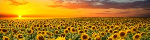shutterstock 157168427 FloraQueen EN Care for sunflowers: 5 top tips
