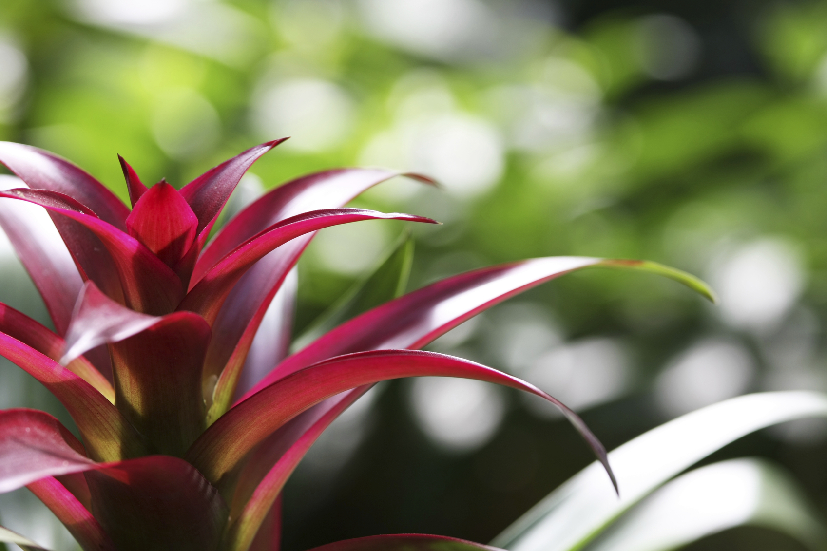 How To Care For A Bromeliad Floraqueen