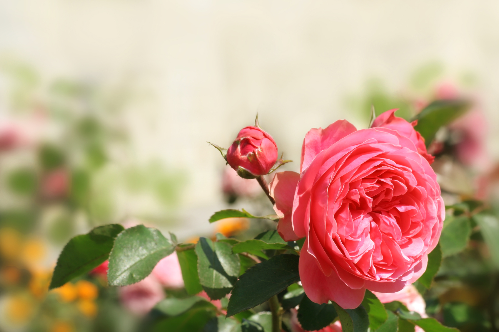 How to grow roses