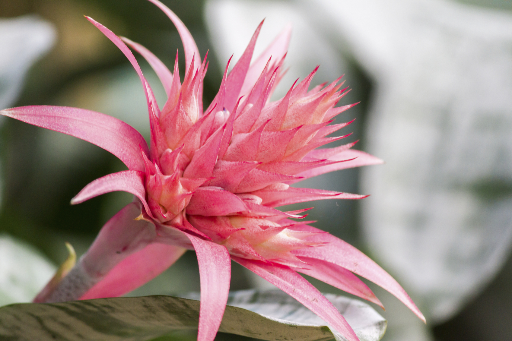 How To Care For A Bromeliad Floraqueen