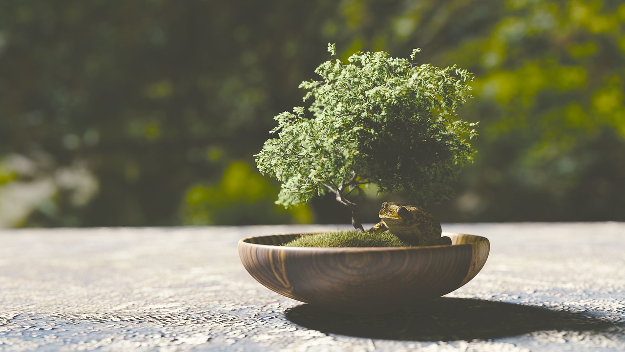 how to grow a bonsai tree  floraqueen