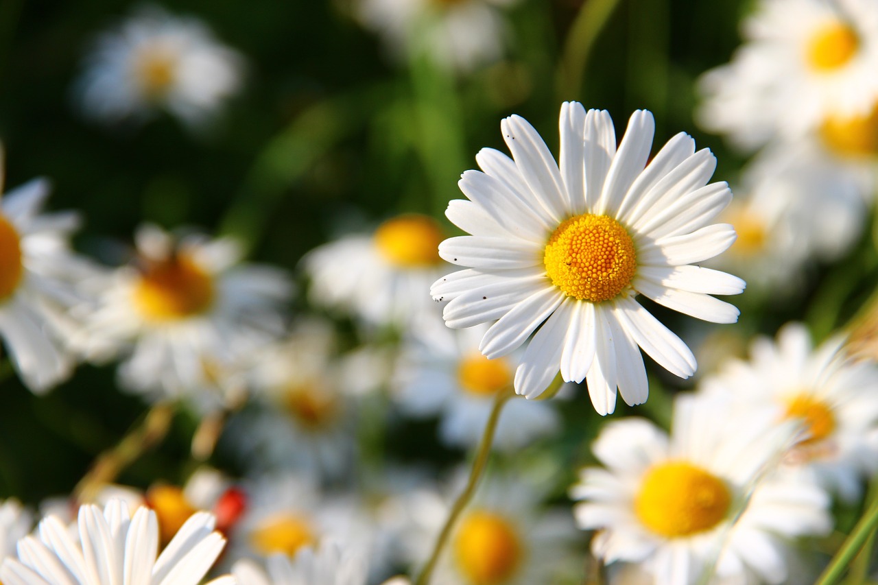 medicinal flowers daisy