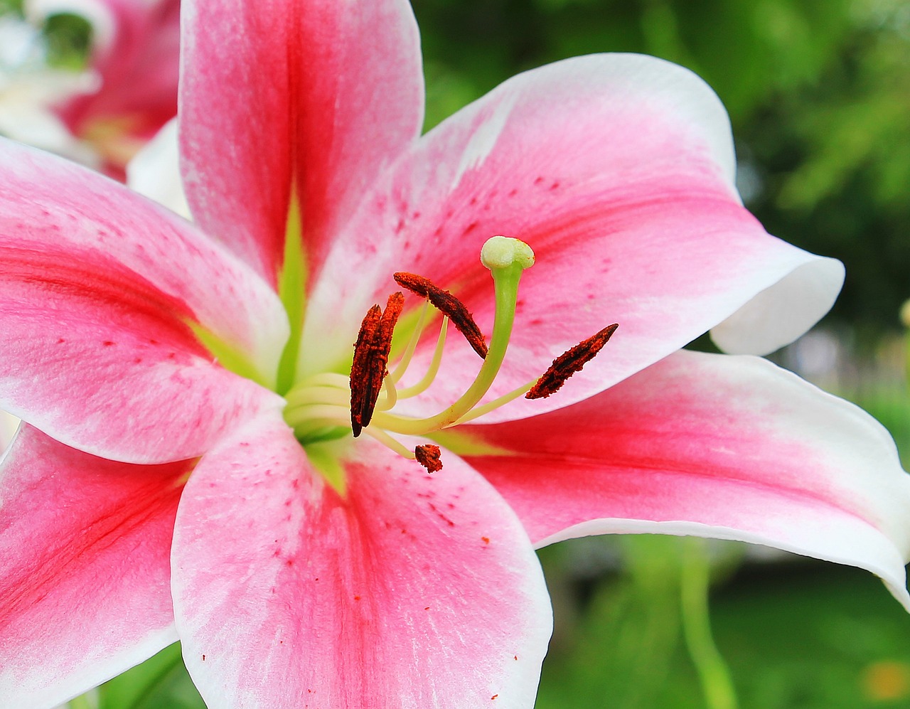 The pink in lily 