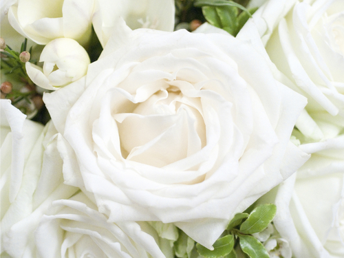 flowers in our dreams white rose