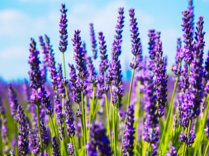lavender aphrodisiac  aphrodisiac flowers