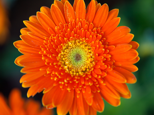 flowers in our dreams orange gerbera
