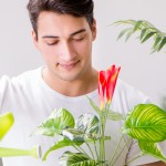 shutterstock 551898298 FloraQueen What are the 5 best flowers to give to men?