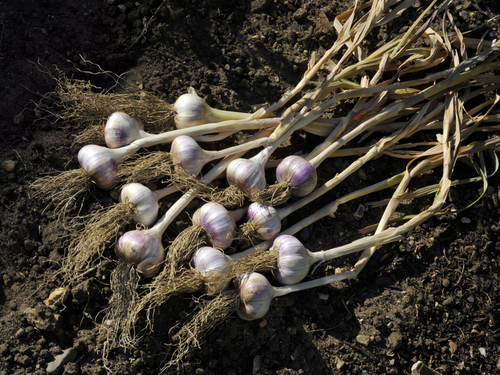 Medicinal plants garlic plant